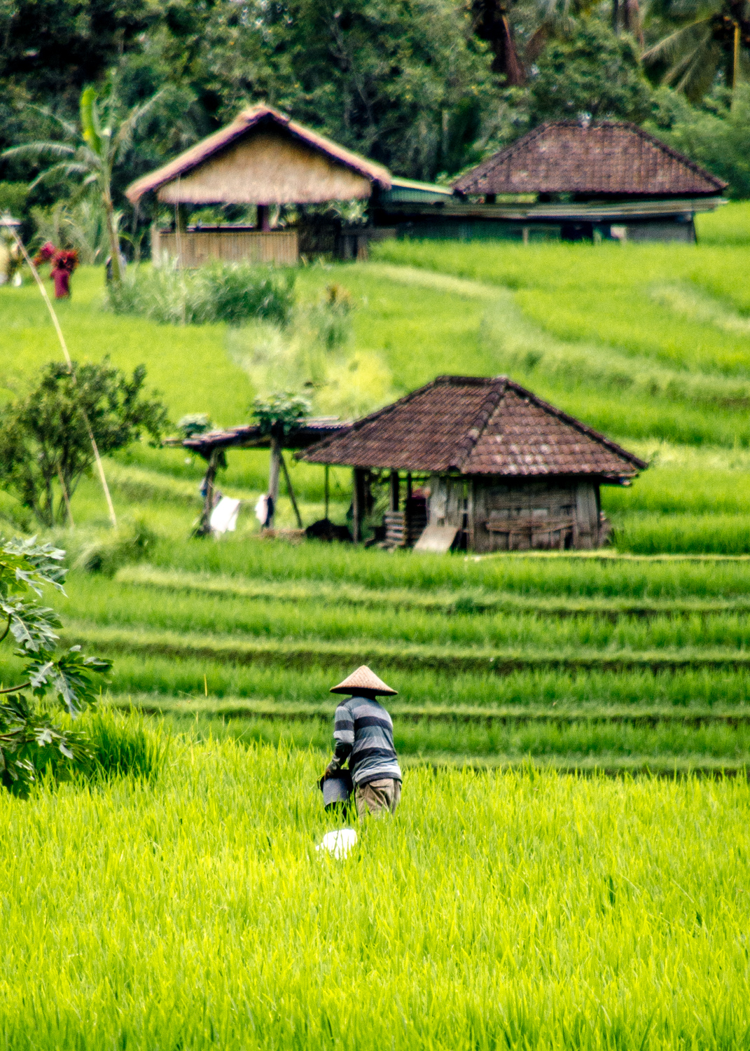 Jatiluwih Rice Terraces A Hidden Gem In Bali Visitor S Guide